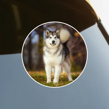 S61713 # אלסקה Malamute למבוגרים כלב האסקי דביק מדבקות הרכב מדבקה עמיד למים אוטומטי Decors על הפגוש האחורי חלון המחשב הנייד